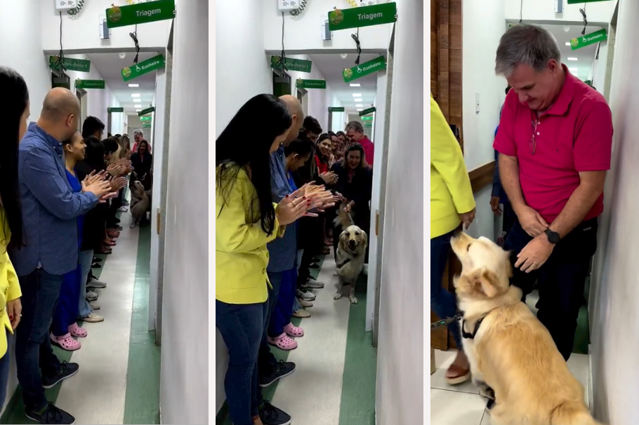 [Video] Perro héroe recibió ovación de pie en hospital tras salvar a su dueño