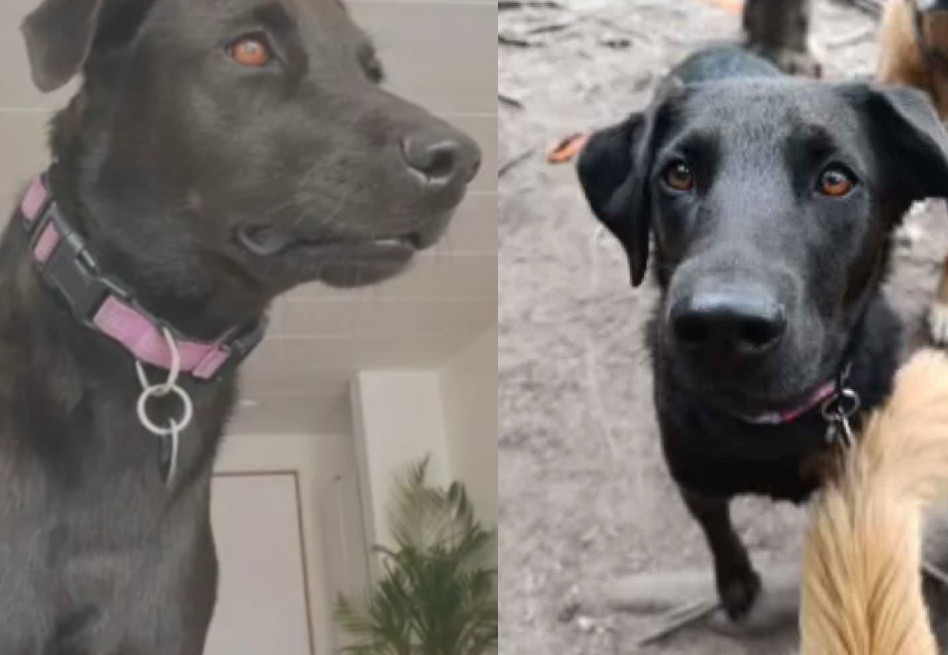 Negra, la perrita que murió al atrapar a ladrones en Bogotá
