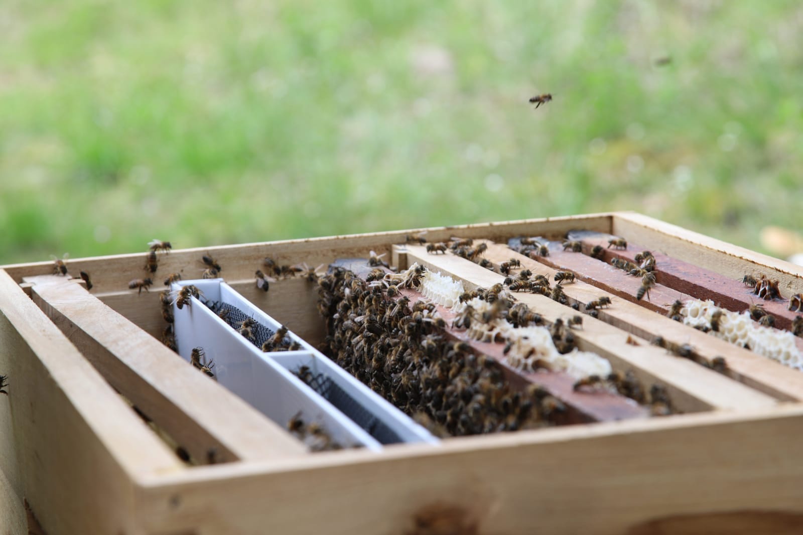 Abejas