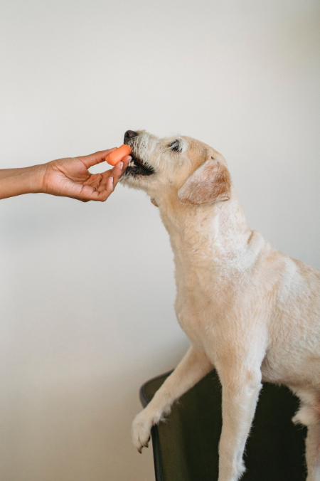 ¿Por qué tu perro no quiere comer? Acá te dejamos algunas razones