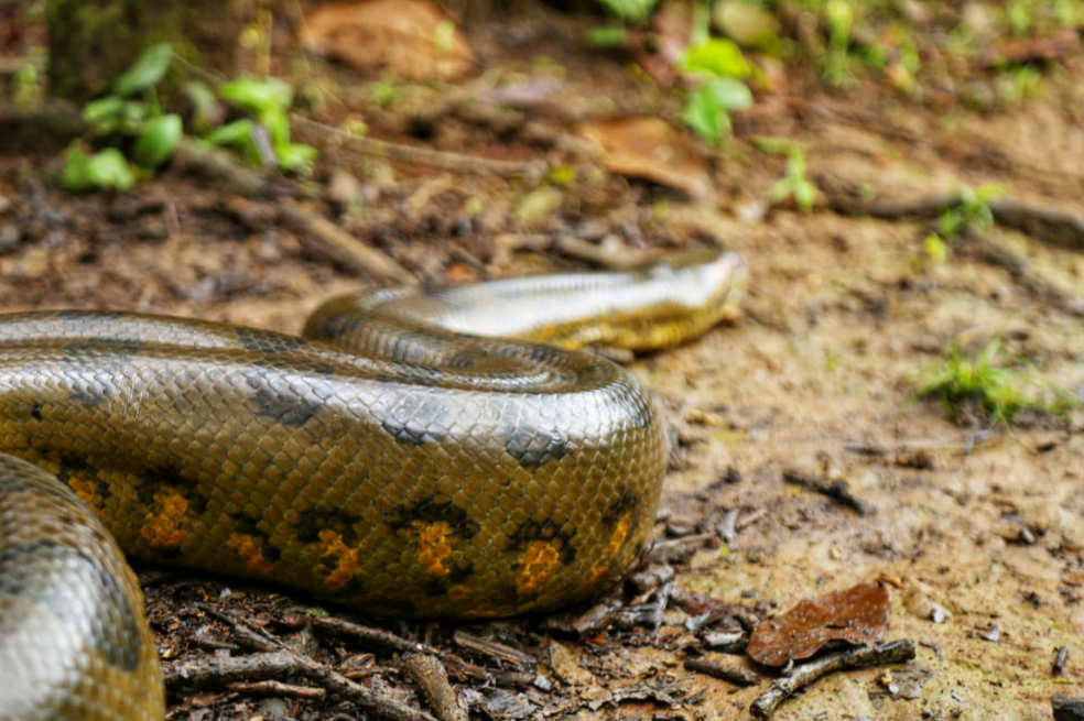 Anaconda