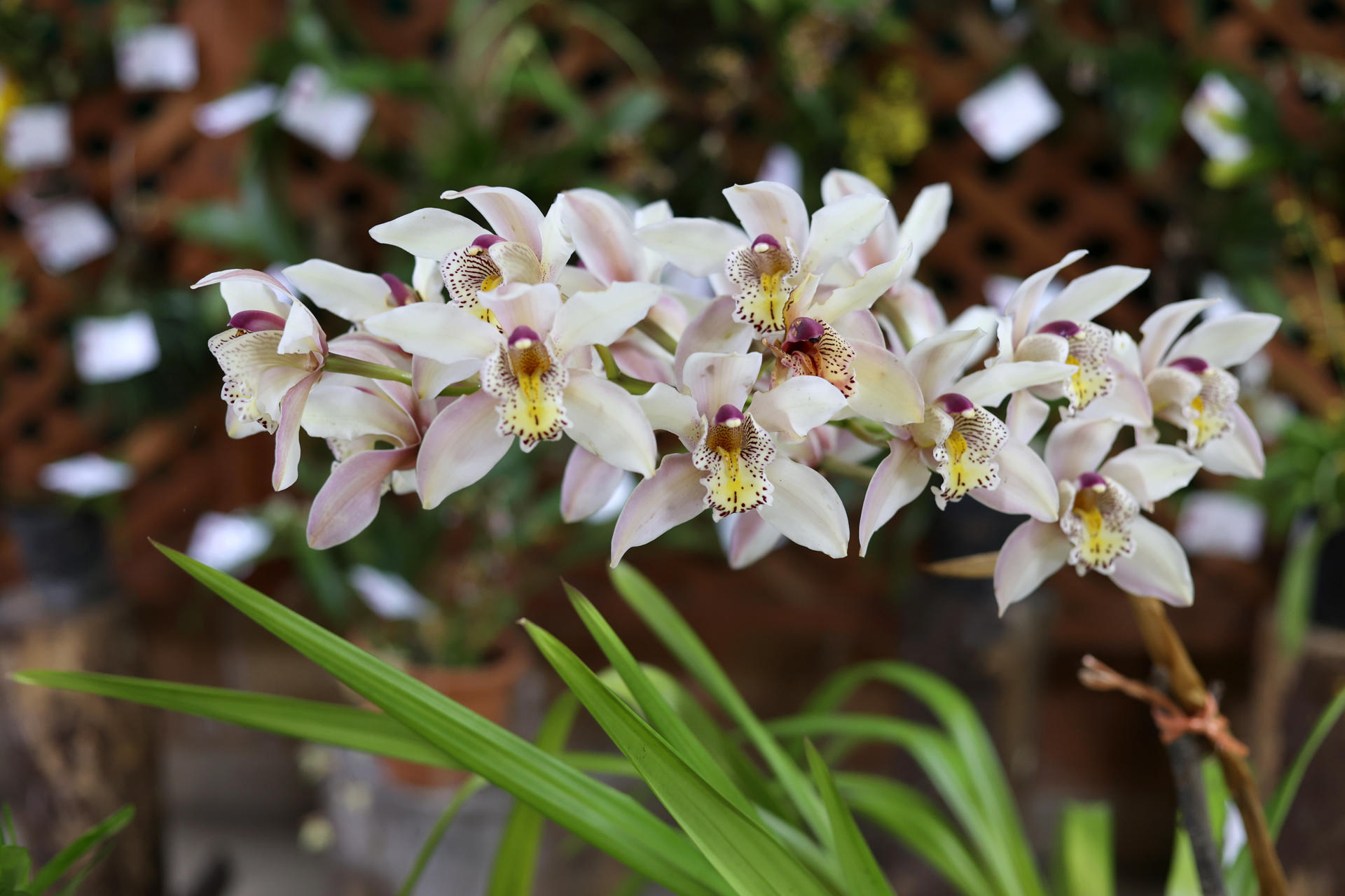 Prográmese para la XXII Exposición de Orquídeas del Jardín Botánico de Bogotá