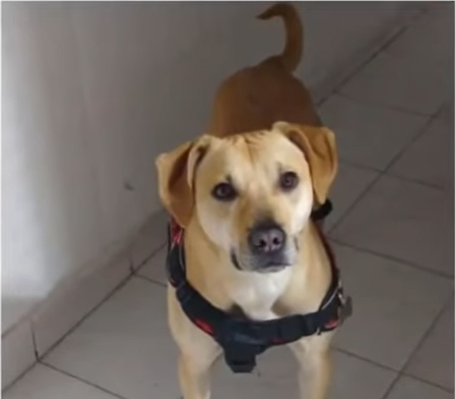 ¡Vuelve y juega! Perrita habría sido lanzada desde un puente vehicular en Bogotá