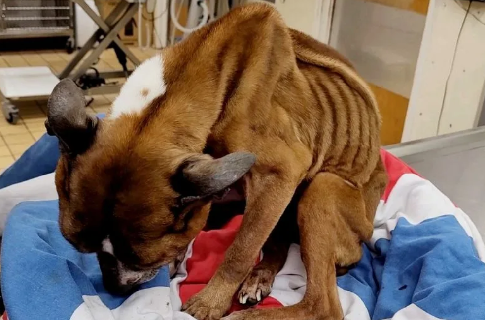 Cárcel y 15 años sin animales por dejar a su perro en estado de desnutrición