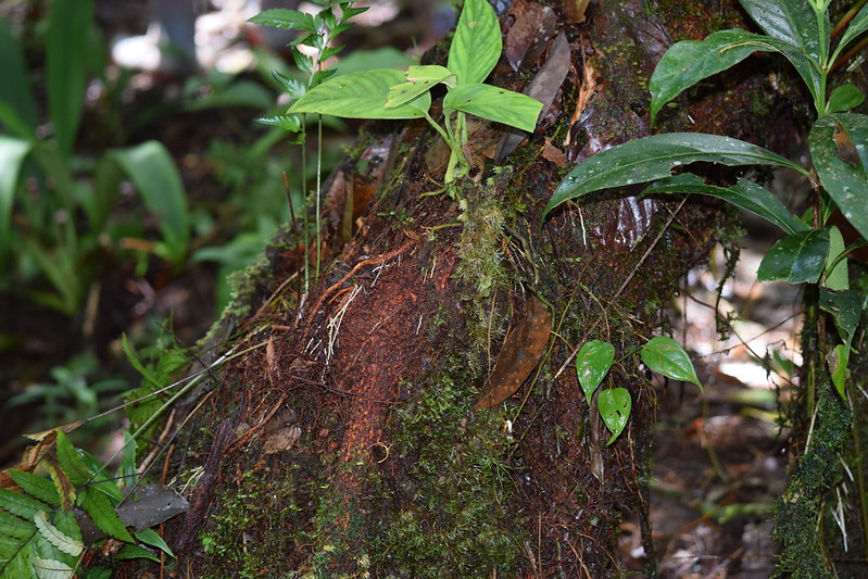 Crax alberti: el ave que narra el estado de los bosques en Colombia