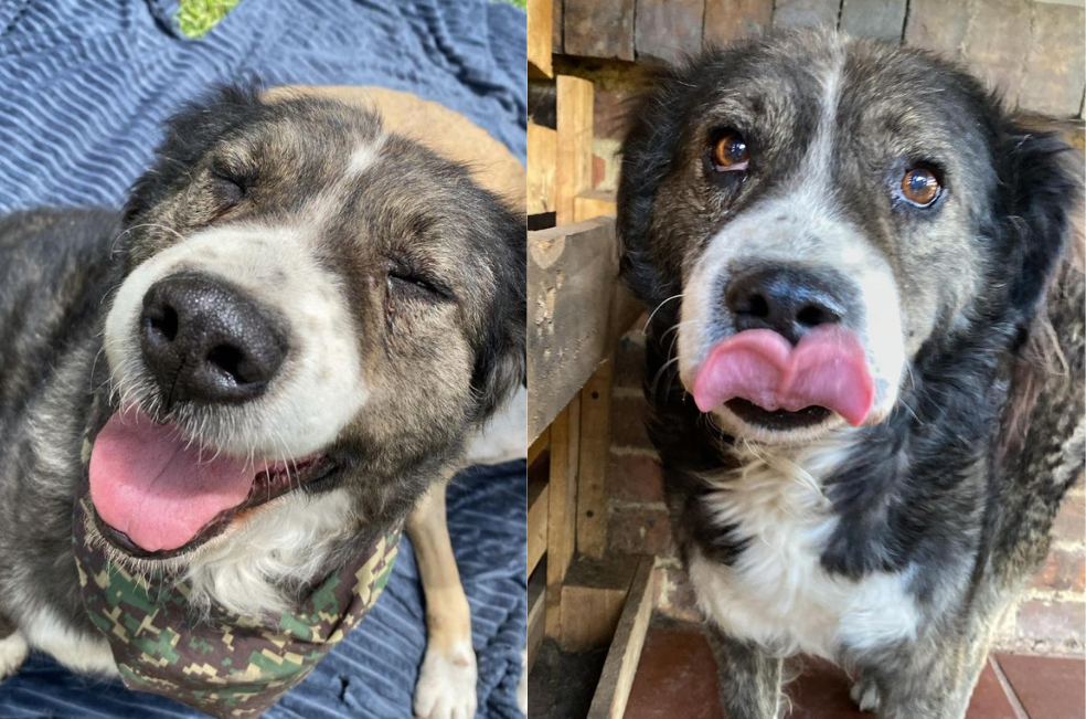 La espera de Gastón, el perrito que lleva más de un año buscando un hogar