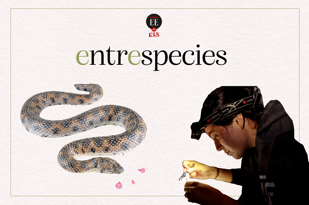 Las serpientes tienen vaginas y en Colombia se están investigando | Entrespecies