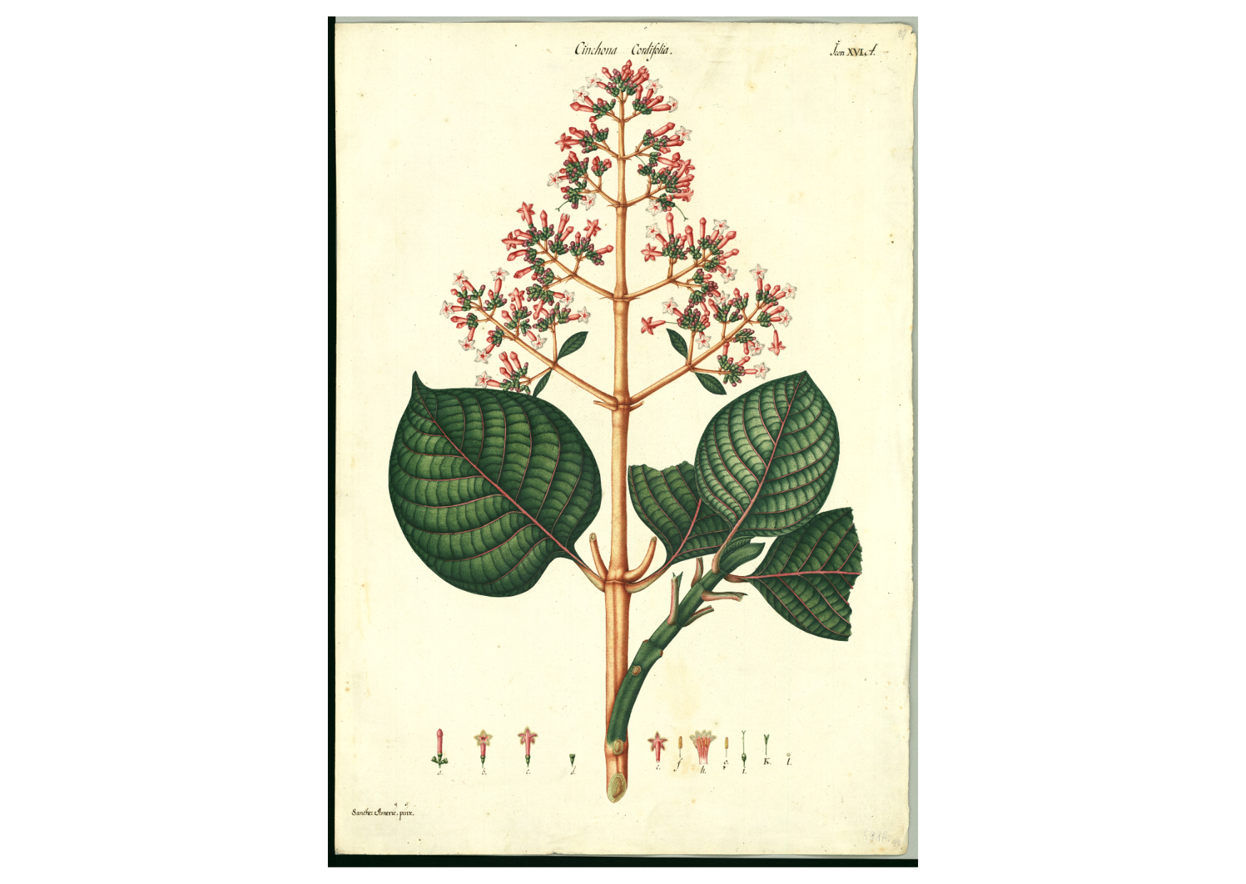 Cinchona cordifolia. Flora de la Real Expedición Botánica del Nuevo Reino de Granada.