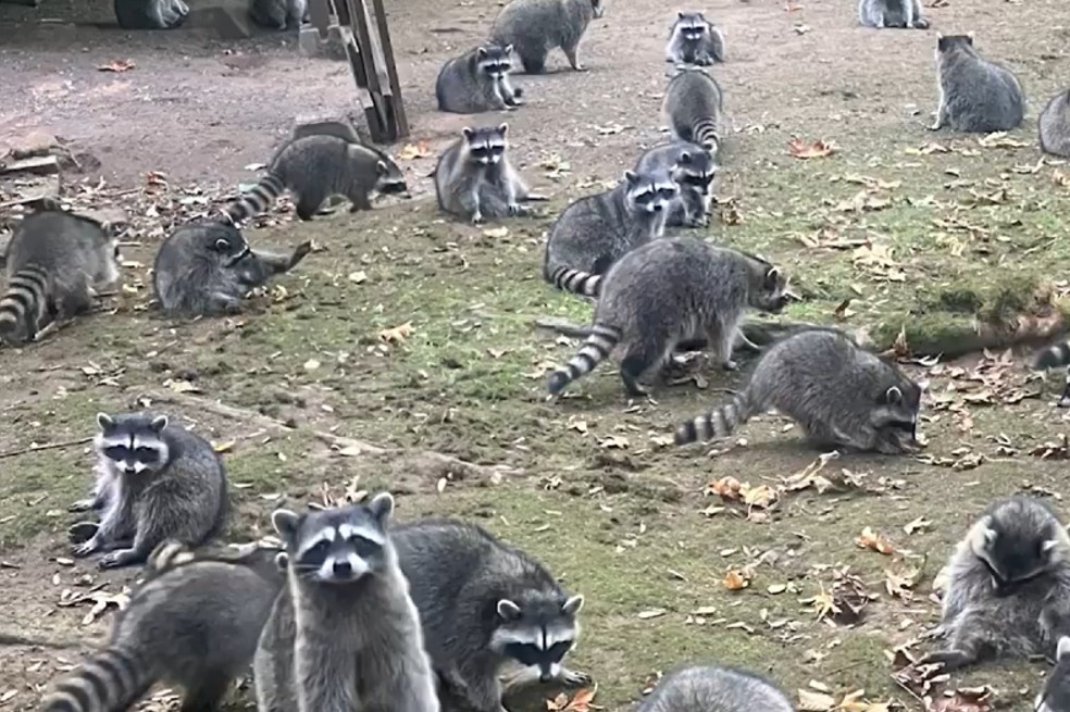 El video que muestra por qué no se debe alimentar a los mapaches