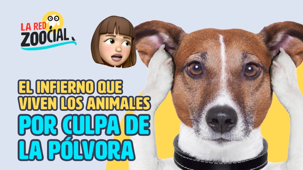 Mire lo que le hace la pólvora a las mascotas