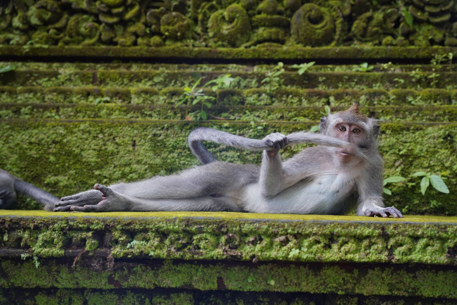 "El dandy de la selva tropical". Esta foto fue tomada en el bosque de los monos en Ubud, Bali. En este lugar, según la fotógrafa Delphine Casimir, los monos son los reyes.
