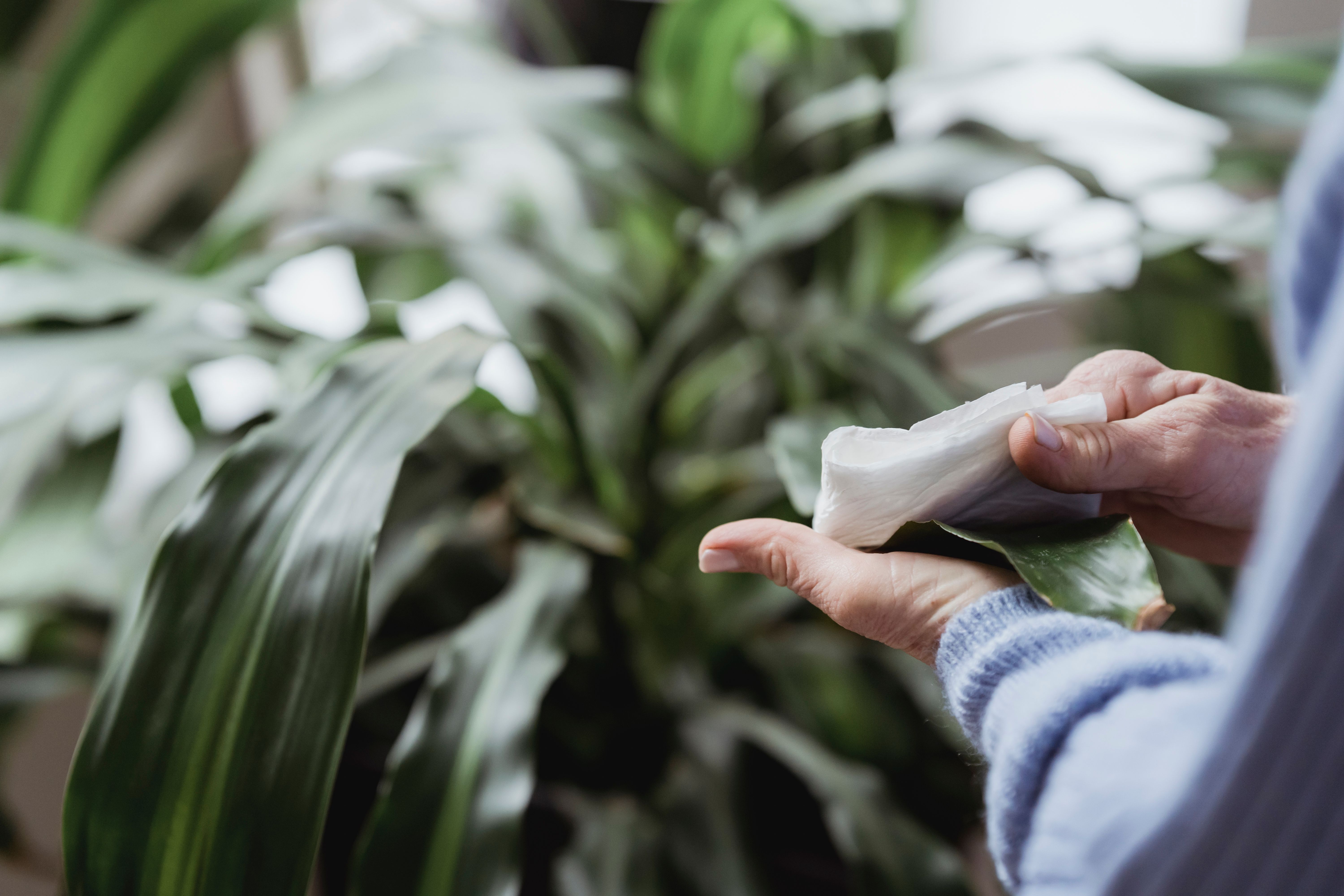 ¿Cómo limpiar las hojas de las plantas sin dañarlas? Estos son algunos trucos