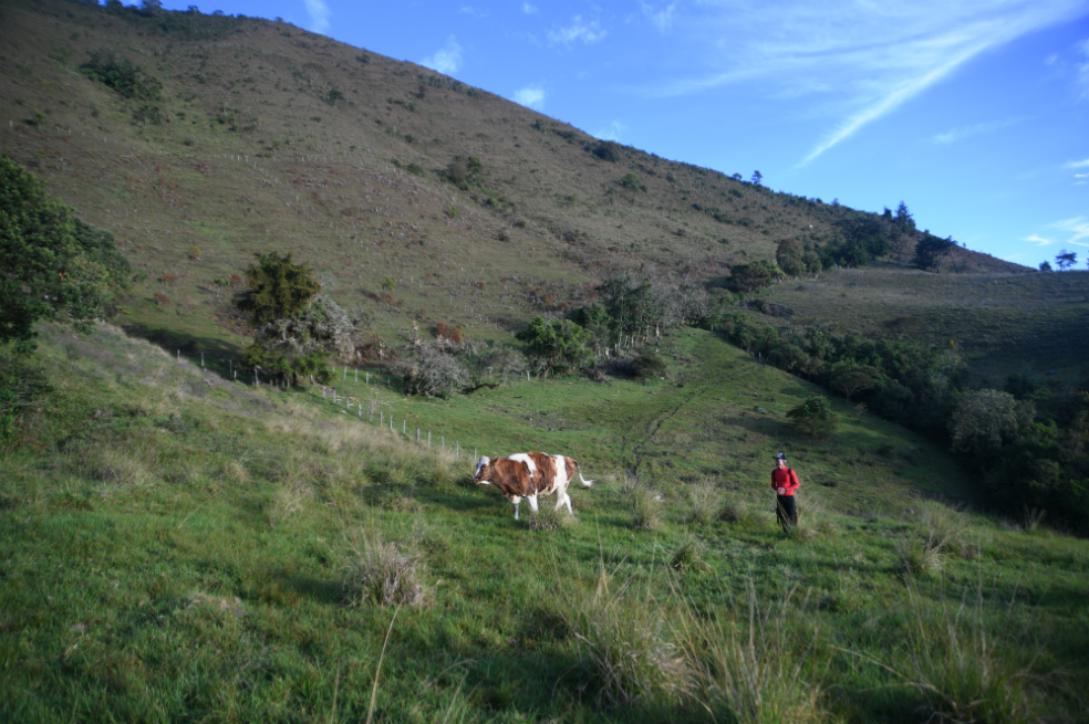 En la finca El Alto, los excombatientes ejecutan un proyecto de ganadería doble propósito.