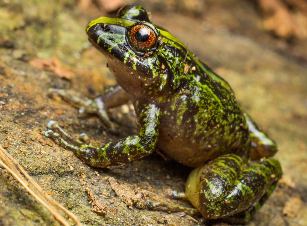 Hay 304 especies de anfibios en riesgo en Colombia y científicos piden protegerlas