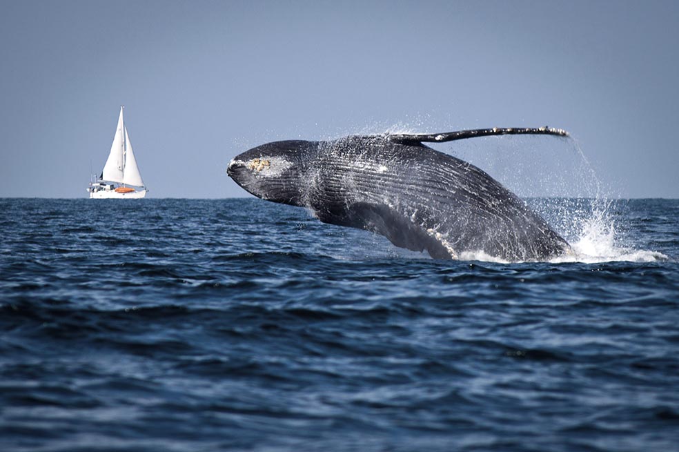 Estudio advierte que ballenas y tiburones están amenazados por contaminación de microplásticos
