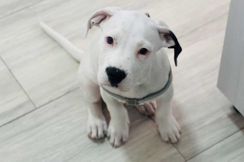 A Bauzi lo compraron para Navidad y lo abandonaron en febrero: ahora busca una familia real