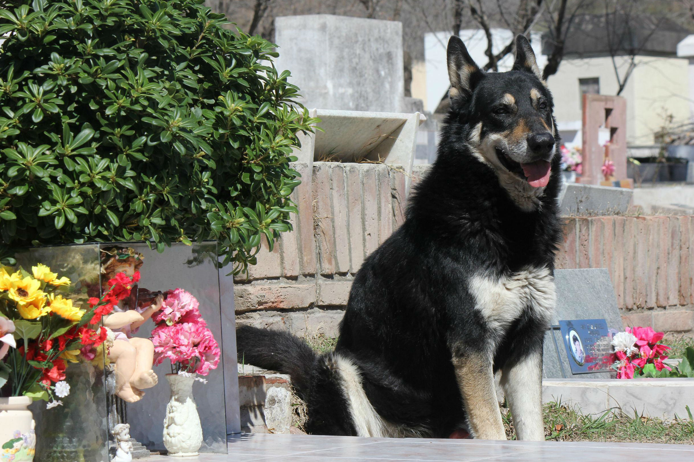 Muere “Capitán”, el perro que visitó durante 11 años la tumba de su dueño