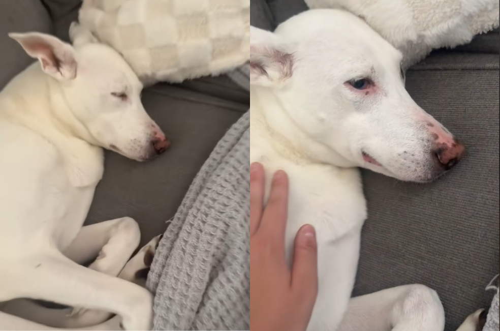 El tierno ritual para despertar a una perrita sorda sin asustarla: “es un ángel”