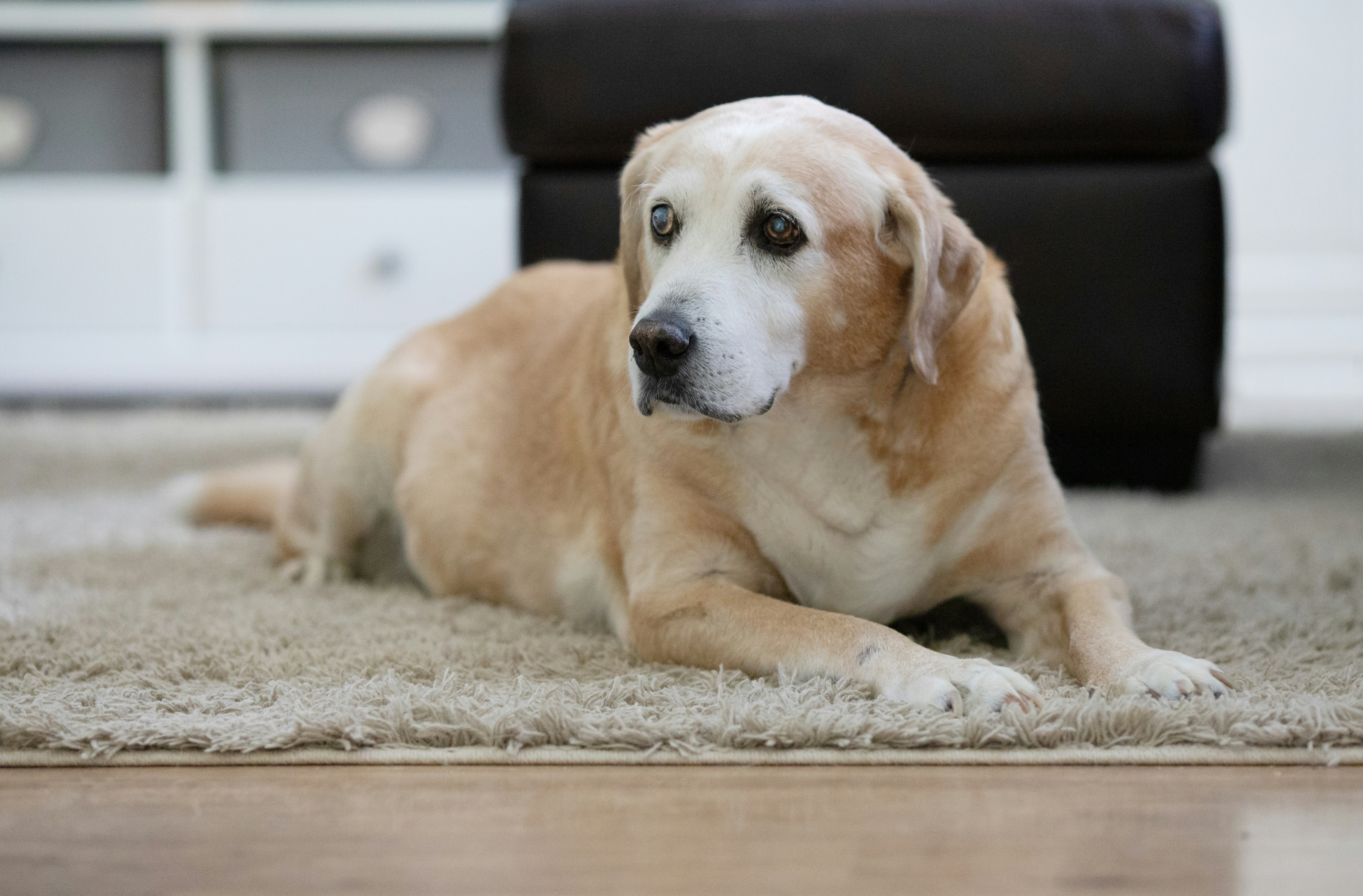 ¿Cómo puedo saber si mi perro está sufriendo por la vejez?
