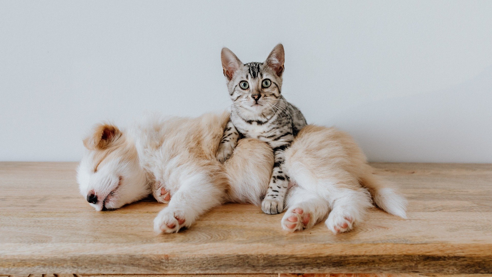 ¿A los gatos y perros les da frío?