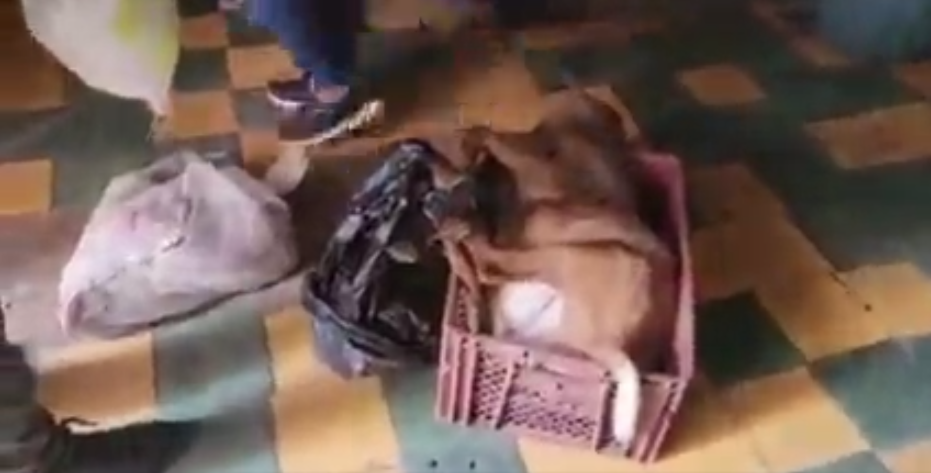 Autoridades de Cartago cerraron restaurante por malas condiciones de salubridad