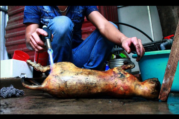 Persiste consumo de carne de gato en Vietnam pese a estar prohibido