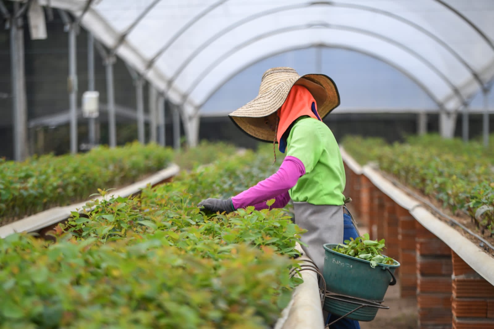 Los viveros y el mejoramiento genético son claves en la reforestación en Colombia