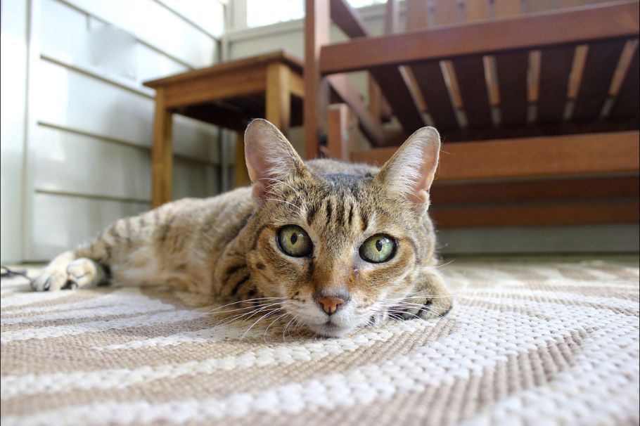 ¿Qué hacer con mi gato en caso de temblor? 8 Tips para afrontar la emergencia