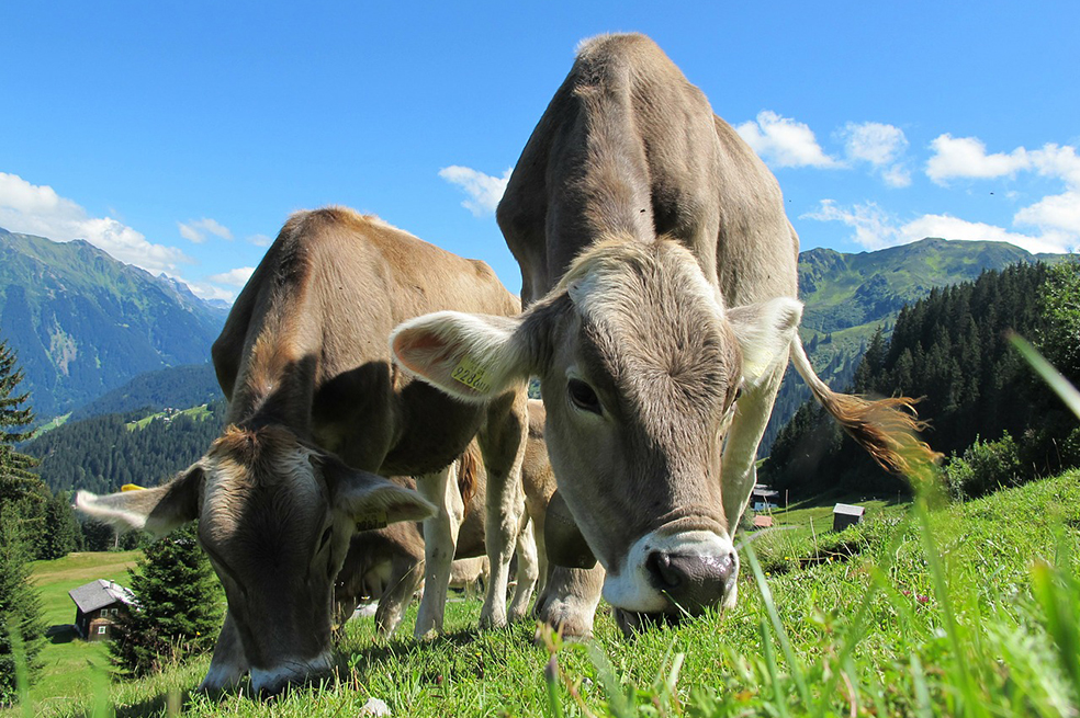 Se acerca el regreso de la carne colombiana a Chile