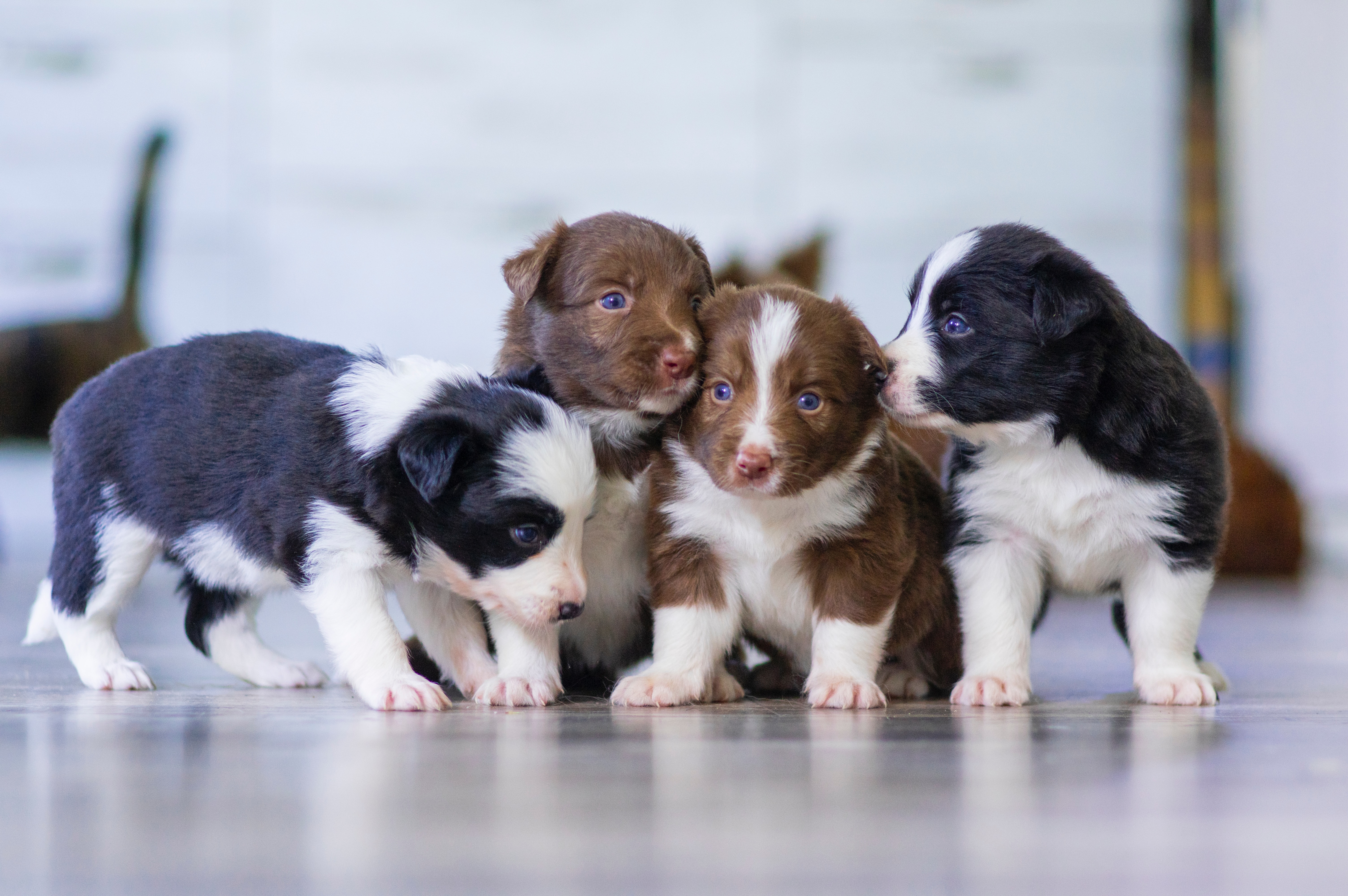¿Qué hay que saber sobre los perros?
