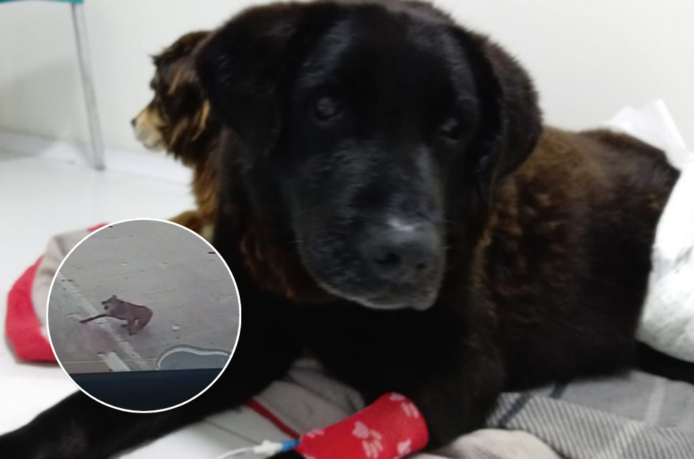 Este perrito mayor fue atropellado y nadie lo ayudó: piden apoyo para su operación