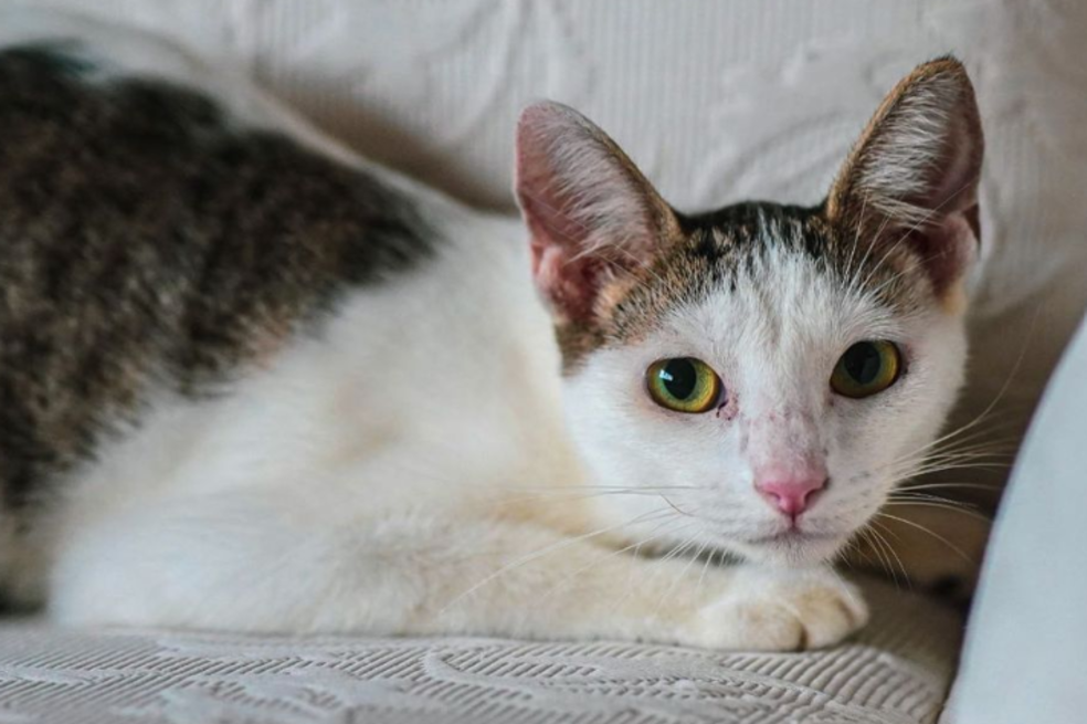 Estos perros y gatos buscan un nuevo hogar en Barranquilla, ¿qué espera para adoptarlos?
