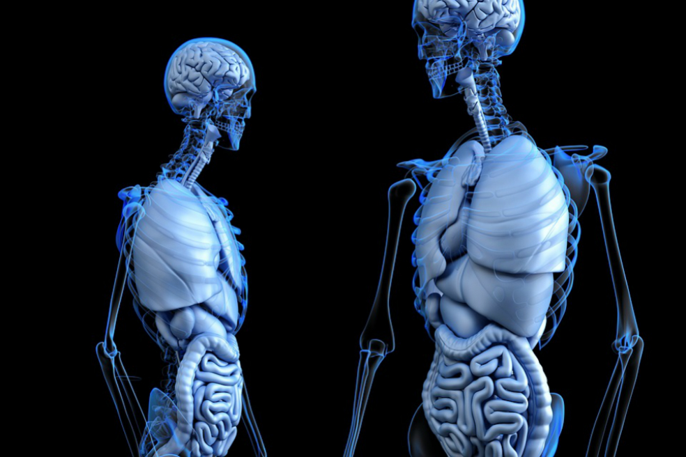 El brain fitness, tendencia para fortalecer y cuidar el cerebro