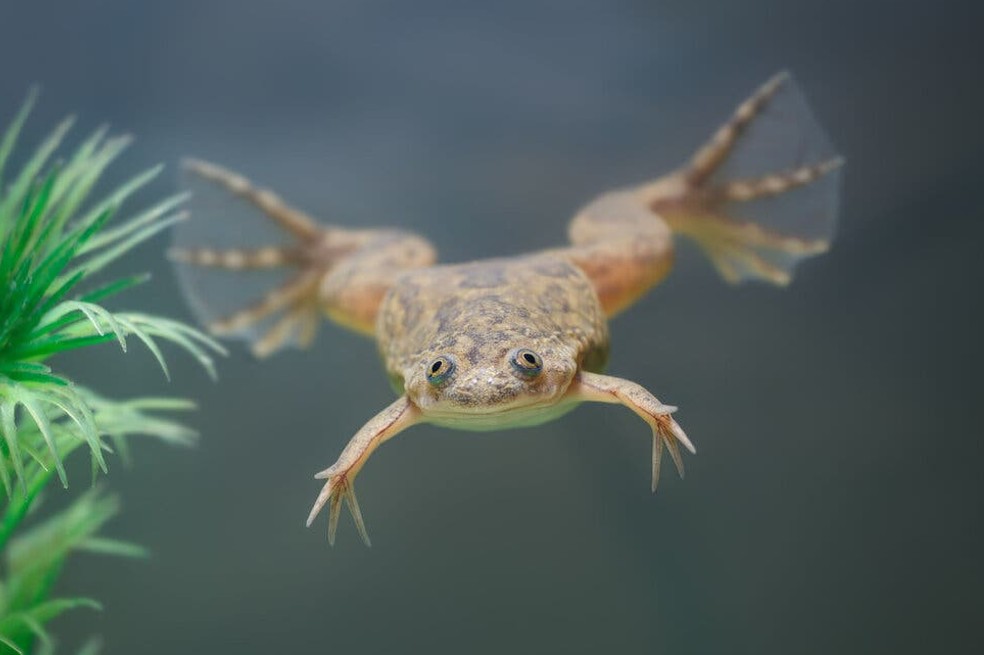 Científicos logran que las patas amputadas de ranas vuelvan a crecer