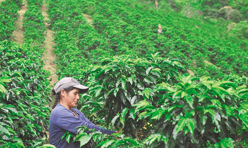 SOS por la calidad del café
