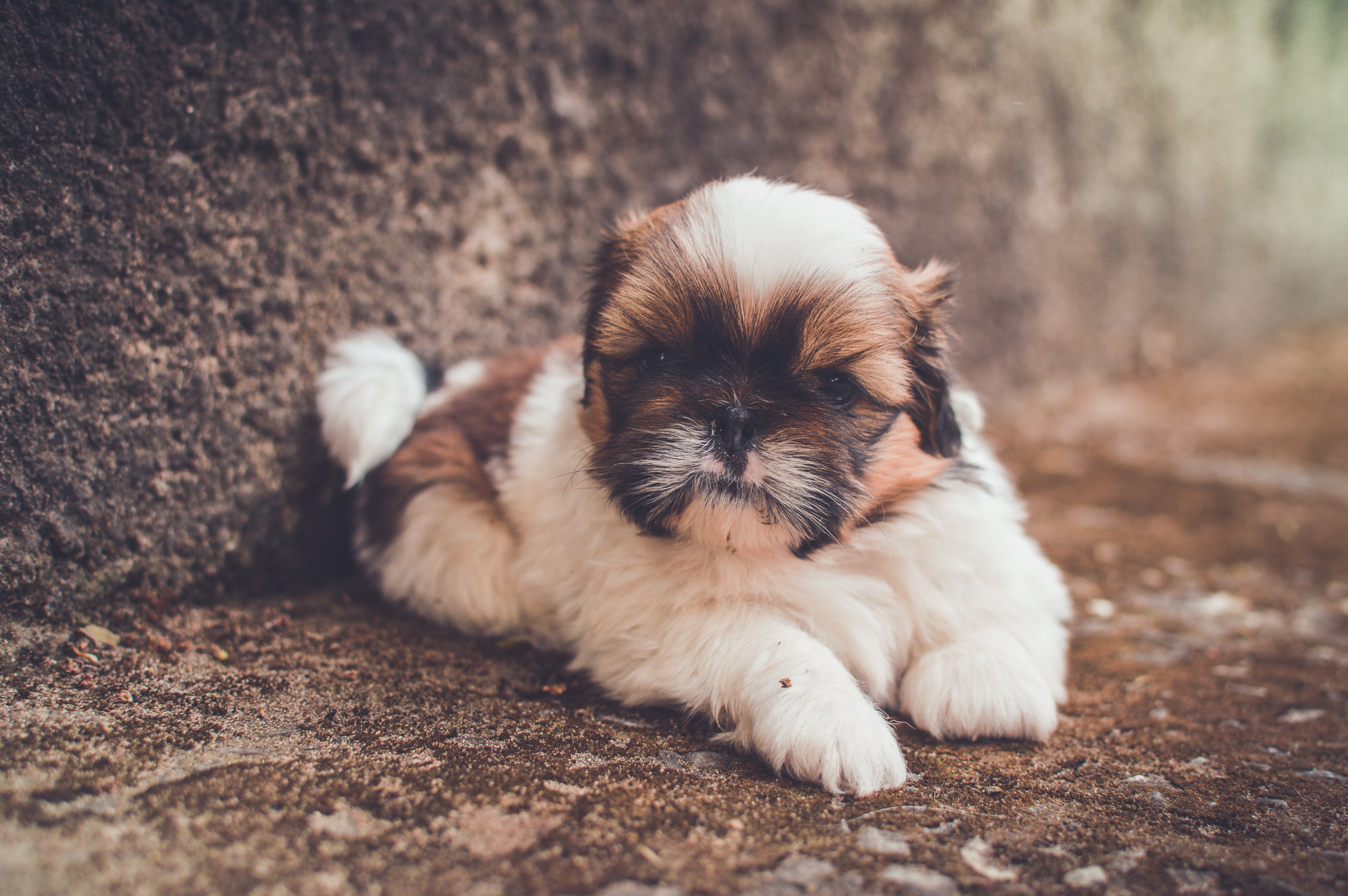 ¿Por qué los perros shih tzu son tan costosos?