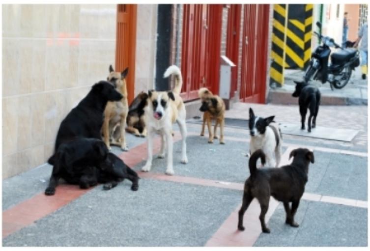 Las dudas sobre la ley para esterilizar perros y gatos que fue aprobada hoy