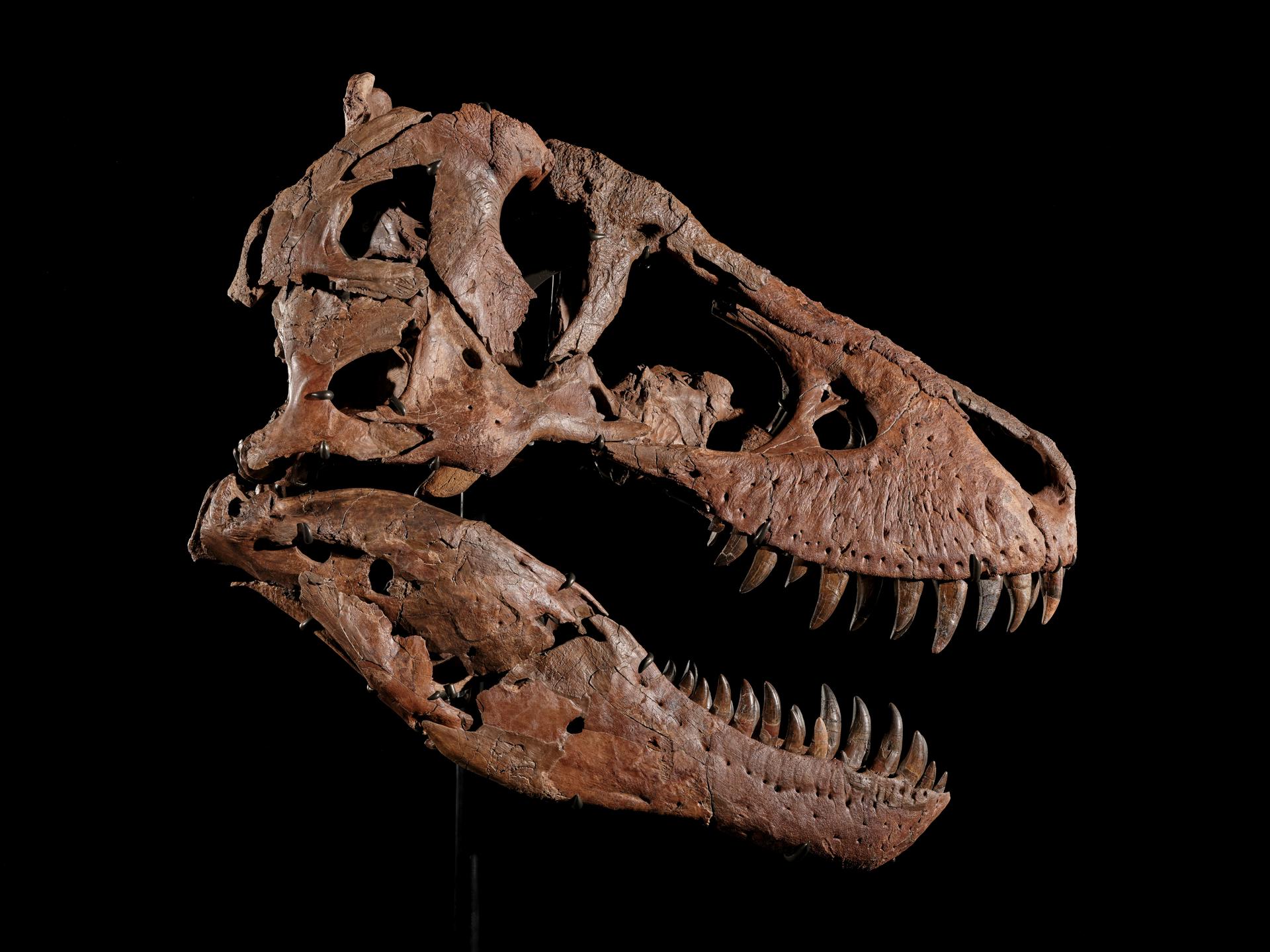 USA1184. NUEVA YORK (NY, EEUU), 27/05/2026.- Fotografía cedida por Sotheby's donde se aprecia el cráneo de 'Gus' un Tyrannosaurus rex que es la estrella de la subasta de Historia Natural de la casa el próximo 14 de julio. La casa Sotheby's subastará en Nueva York uno de los Tyrannosaurus rex más grandes y completos jamás descubiertos, por un precio estimado de entre 20 y 30 millones de dólares. EFE/ Matthew Sherman/ Sotheby's /SOLO USO EDITORIAL /NO VENTAS /SOLO DISPONIBLE PARA ILUSTRAR LA NOTICIA QUE ACOMPAÑA /CRÉDITO OBLIGATORIO