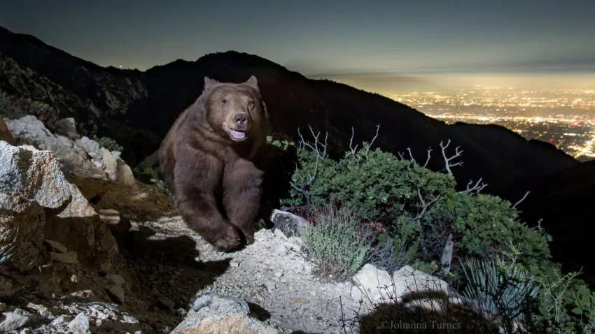 El oso 'sonriente' fotografiado en California. Foto: Johanna Turner