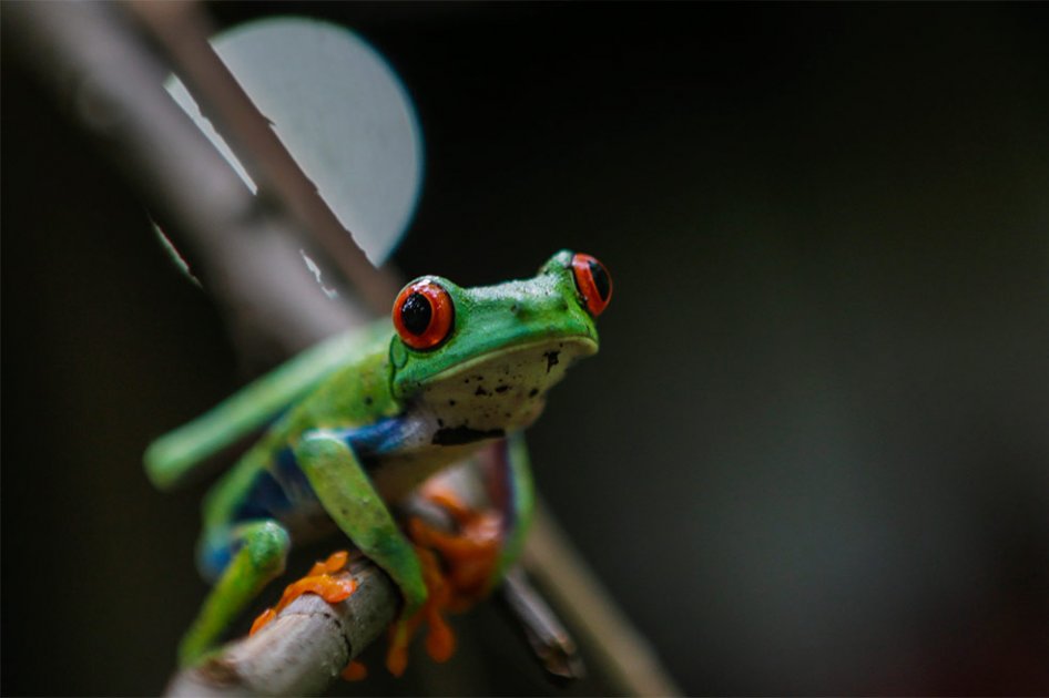 Ranas de ojos rojos, amenazadas por el cambio climático