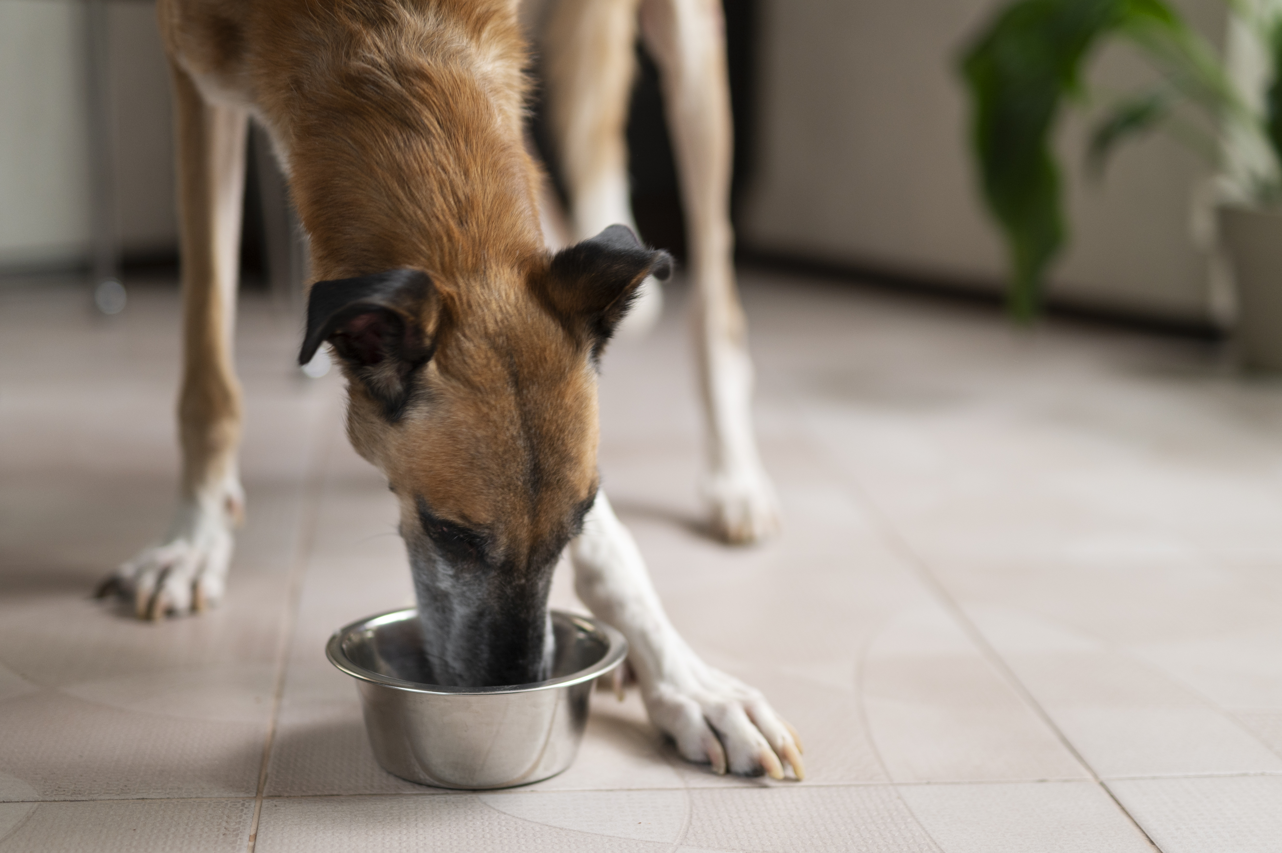 ¿Cómo saber si su perro está deshidratado?