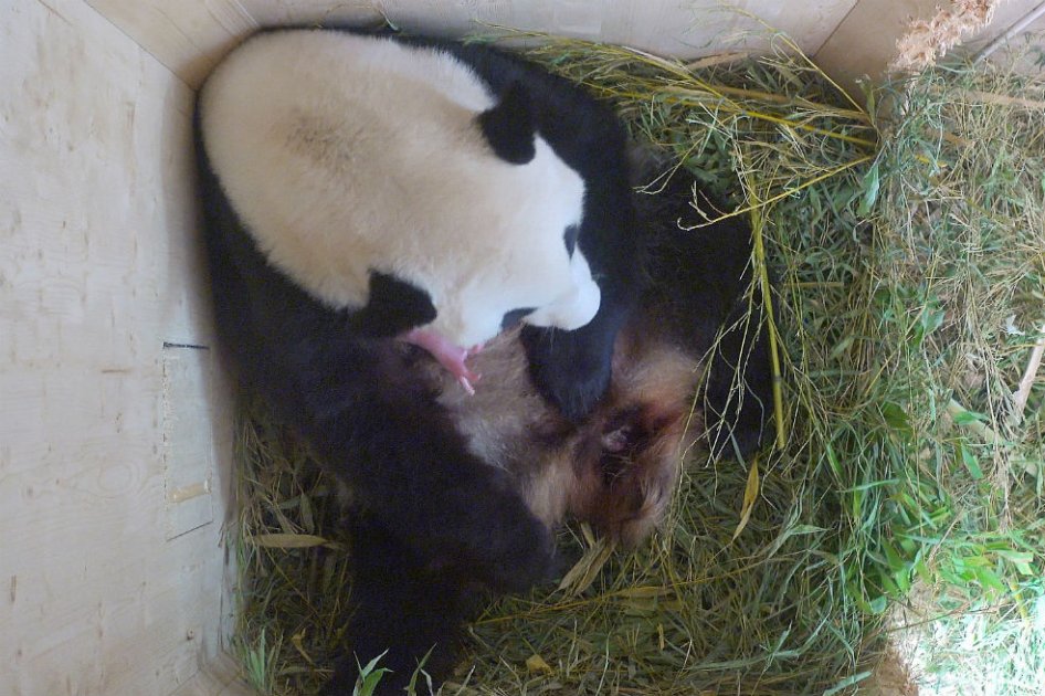 Nace en Viena un oso panda gigante tras inseminación natural