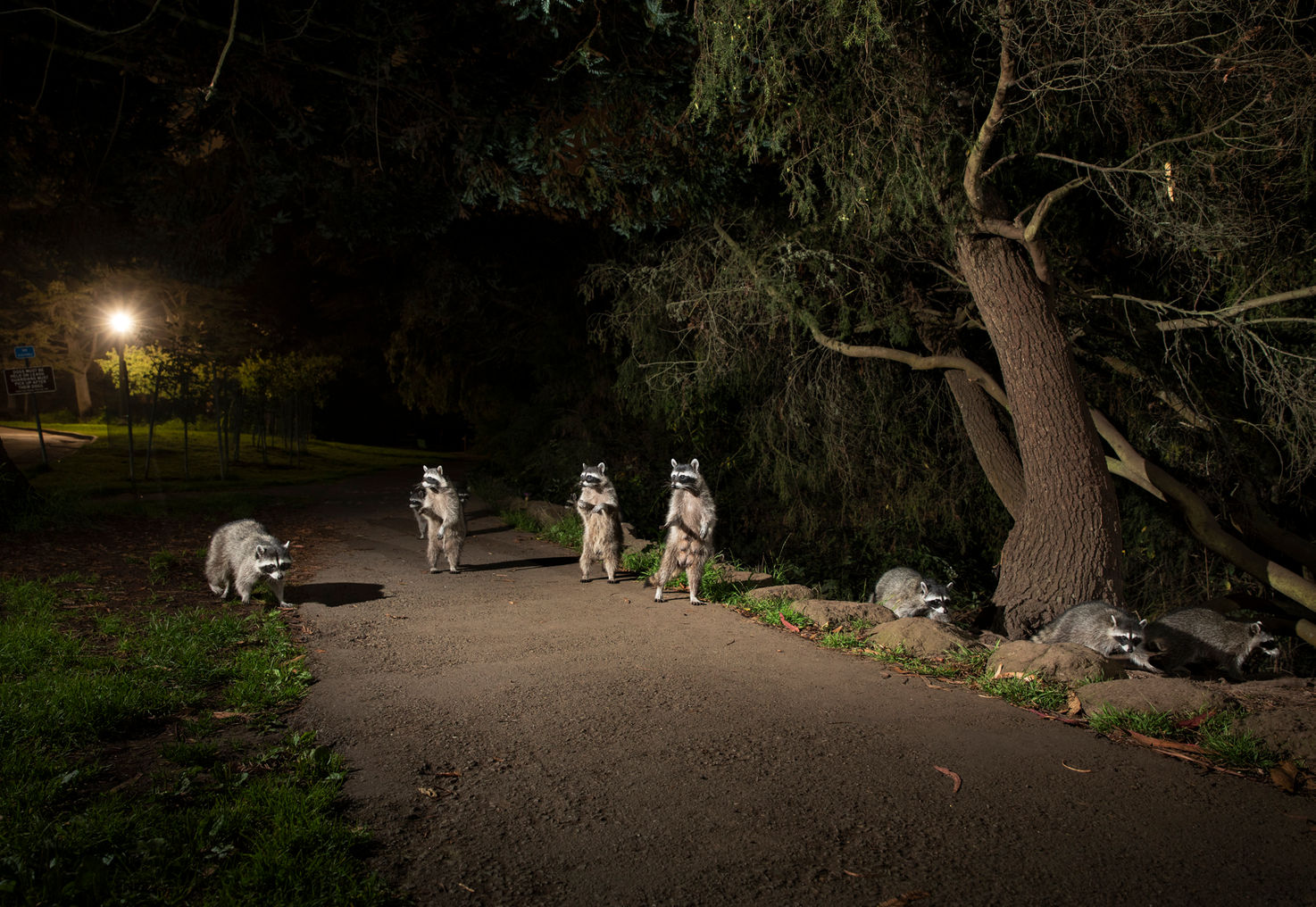 ‘Cuidades enloquecidas’ foto tomada por Corey Arnold en el Golden Gate Park situado en San Francisco, California, Estados Unidos.