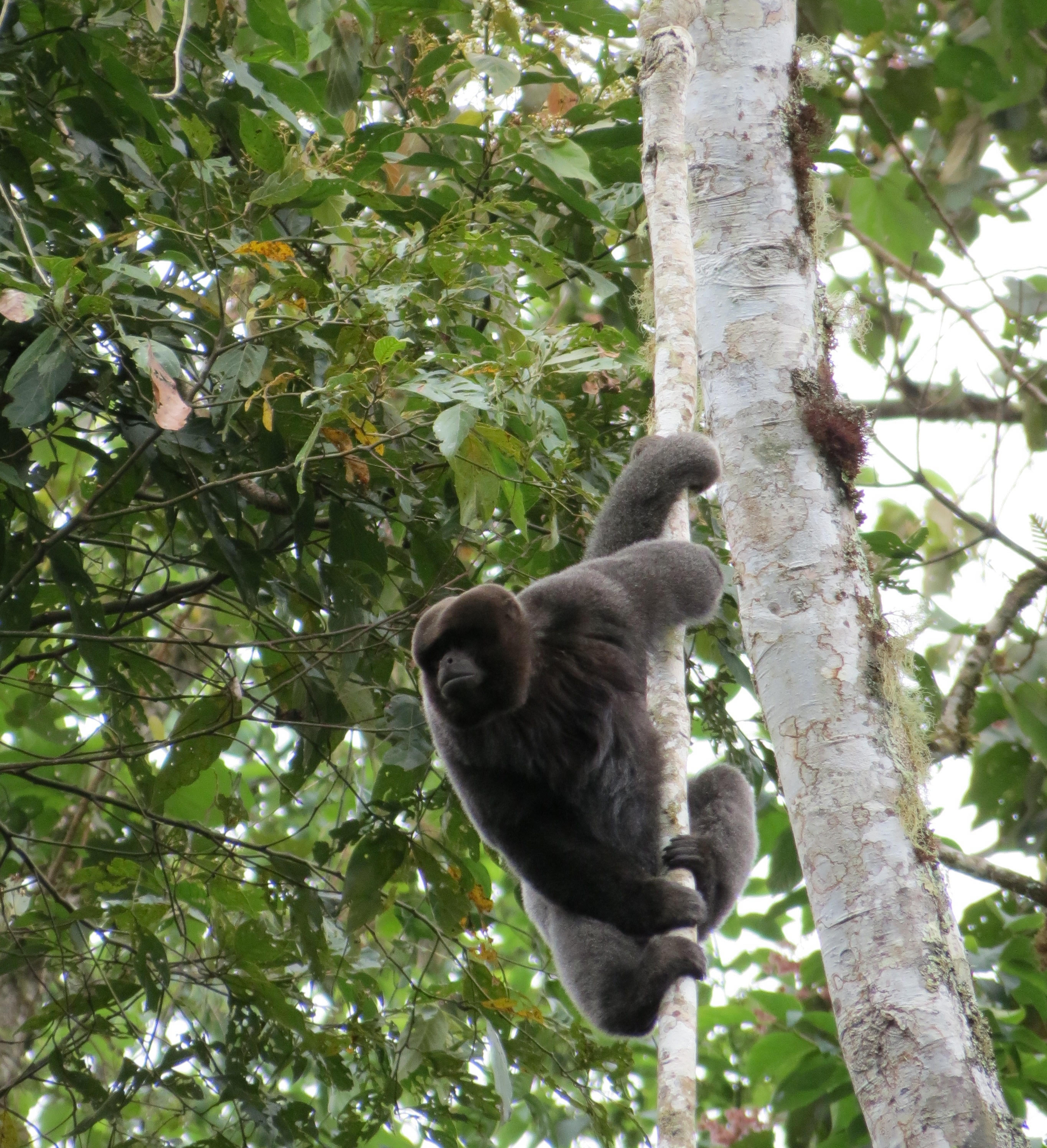 Atlas de Primates