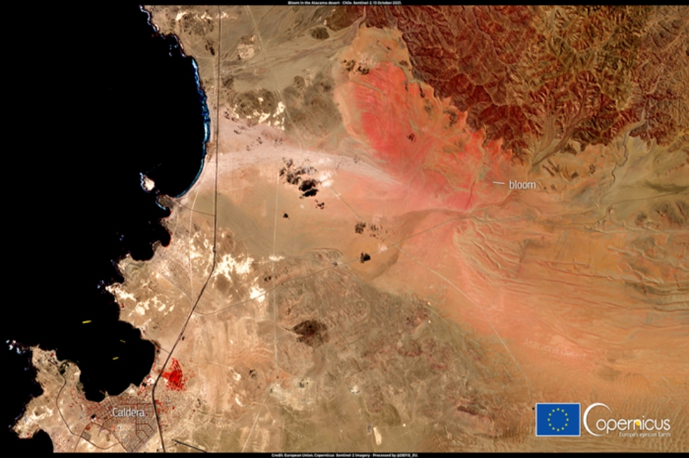 La riqueza de flores en el desierto de Atacama que los humanos no podemos ver