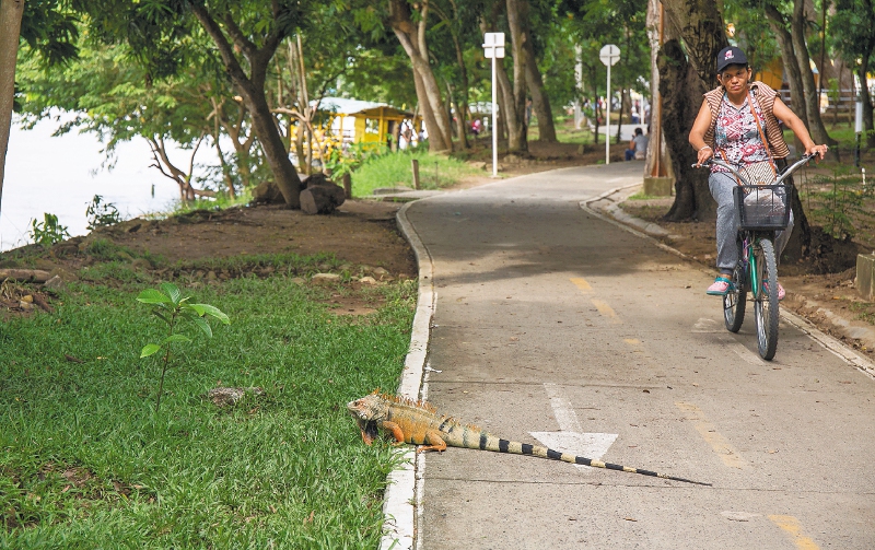 La Ronda del río Sinú o Ronda del río Sinú, una ciclovía y largo parque enmarcado por la biodiversidad del municipio donde se ven monos, iguanas y otras especies de la región, bajo la sombra de antiguos y altos árboles que protegen a los habitantes del calor.       