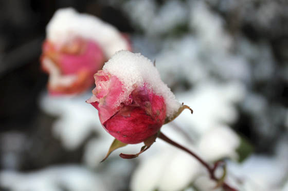 Las hermosas postales que deja el invierno europeo