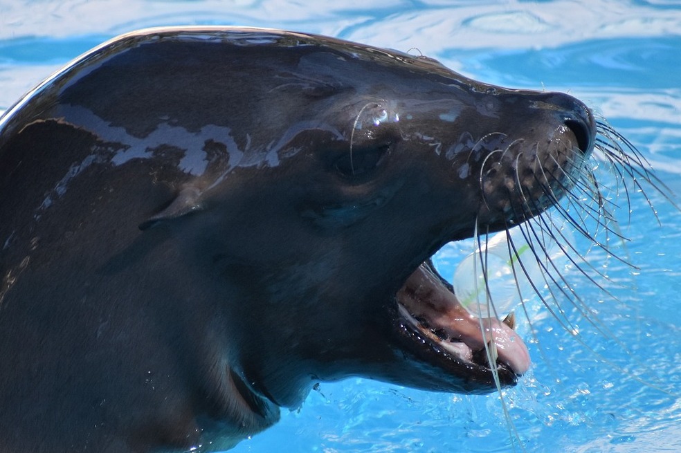 (Fotos) ¿Qué profesiones trabajan con animales en el mundo?