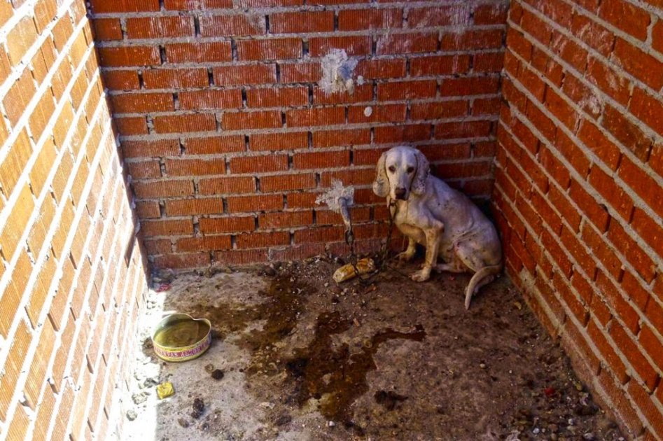 Capturadas tres personas por maltrato animal en Villavicencio