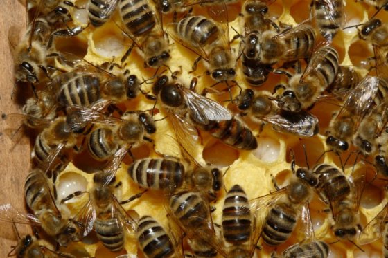 Ataque de abejas africanizadas deja un muerto y un herido en Envigado
